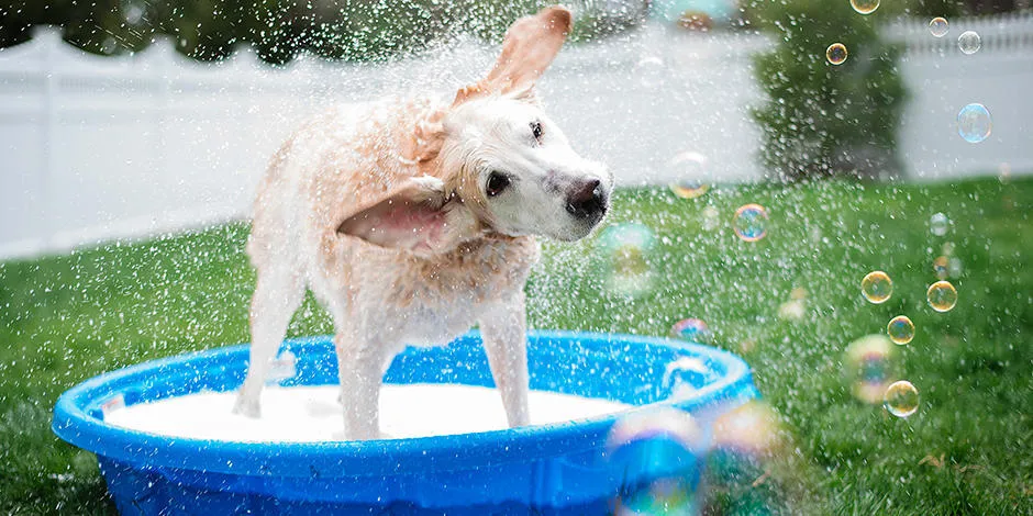Cómo bañar a un perro - Exterior Cachorro fuera de casa sacudiéndose para secarse. Aprendé cómo bañar a un perro y su importancia.
