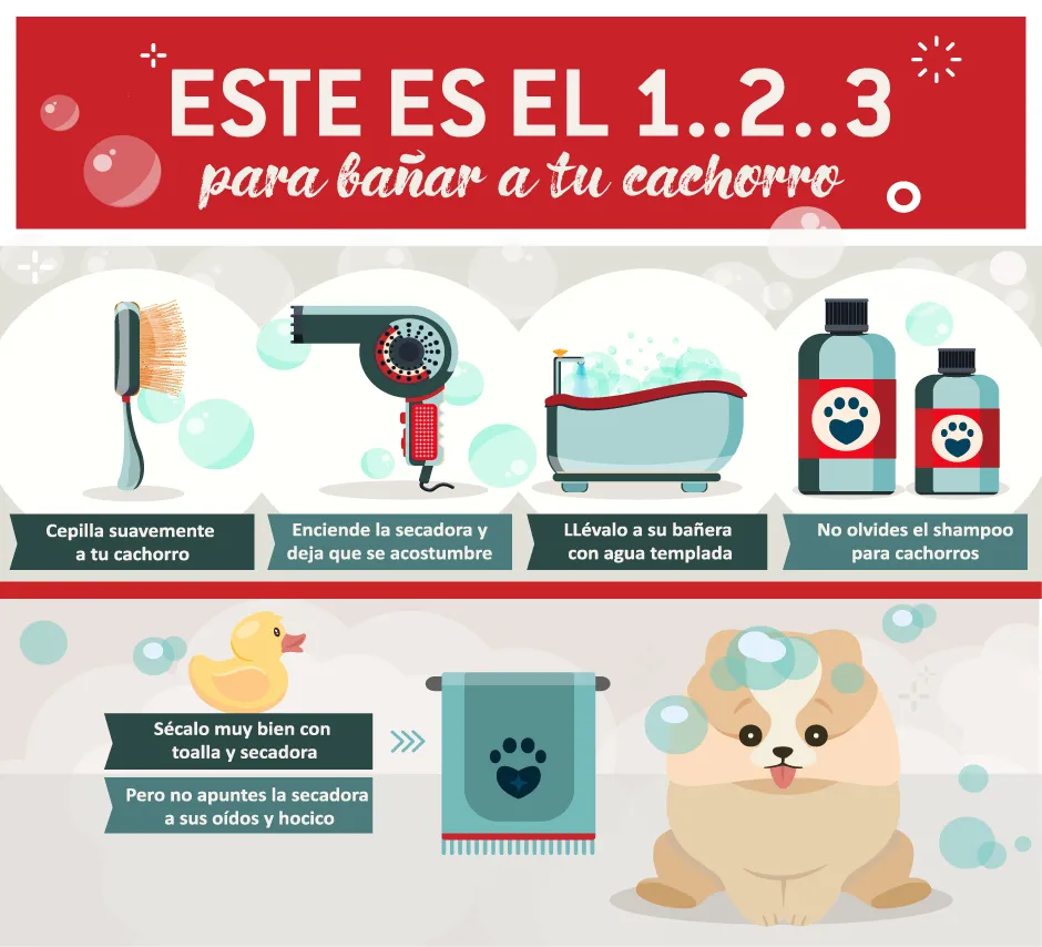 Cómo bañar a un perro- Paso a paso Infografía que te enseña cómo bañar a un perro.