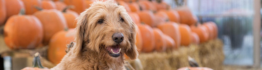 Qué verduras pueden comer los perros Perro junto a zapallos, ya que son unas de las verduras que pueden comer los perros