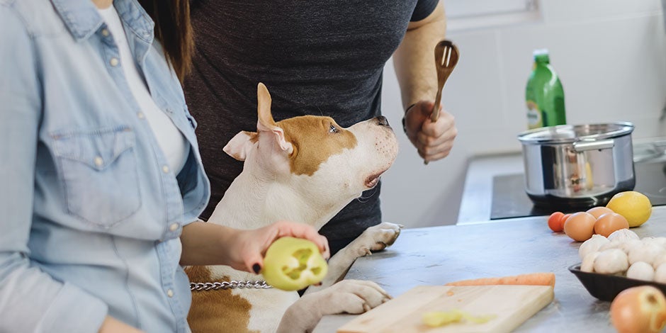 Qué verduras pueden comer los perros-Cocina Pareja con su pitbull en la cocina, evitando que ingiera verduras que no pueden comer los perros.
