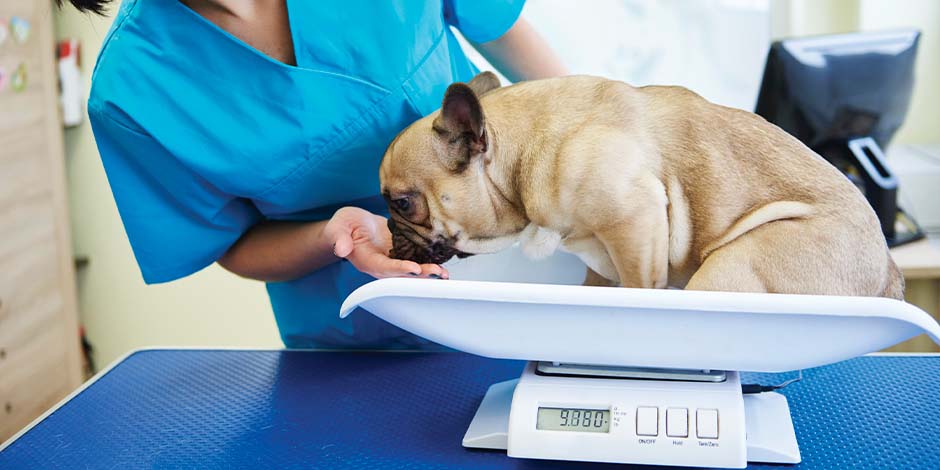 Qué verduras pueden comer los perros-Control de peso Perro siendo pesado por veterinario. qué verduras pueden comer los perros