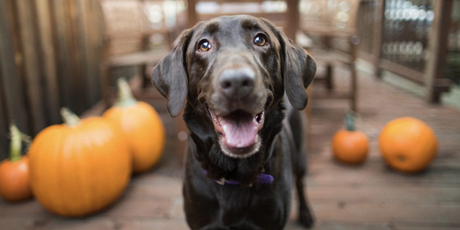 Qué verduras pueden comer los perros-zapallo Labrador chocolate junto a zapallos. Conocé qué verduras pueden comer los perros