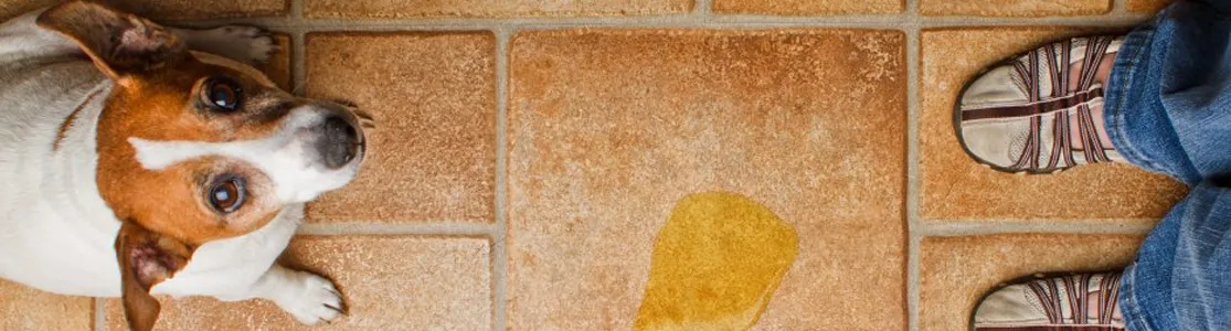 Cachorro que orinó en la casa. Aprendé cómo educar a un perro para ir al baño para que no se repita.