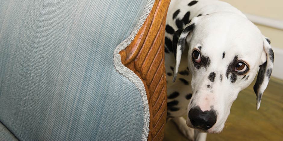 Dálmata asustado tras un sofá. Ponerle música relajante para perros ayudará a calmarlo