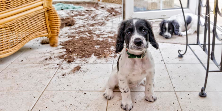La música relajante para perros ansiosos prevendrá accidentes como el provocado por estos cachorros.