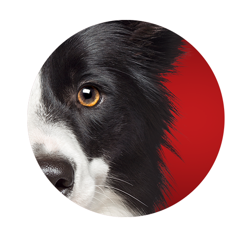 1-icon-ojos-brillantes.png Ojos brillantes de Border Collie juguetón disfruta de Purina One.