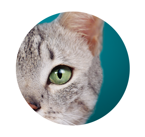 Ojos de un gato saludable de Purina One que está en un círculo turquesa. Ojos de un gato saludable de Purina One que está en un círculo turquesa.