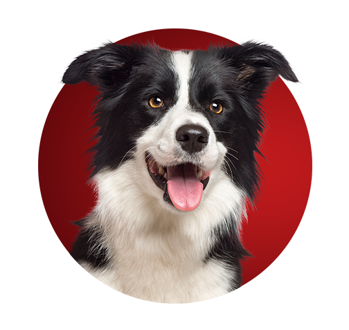 2-icon-pelo-radiante.png Beneficios de Purina One con un perro Border Collie sobre un fondo rojo.