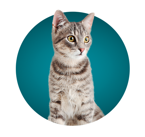 Gato atigrado gris con blanco de Purina One posa en círculo turquesa. Gato atigrado gris con blanco de Purina One posa en círculo turquesa.