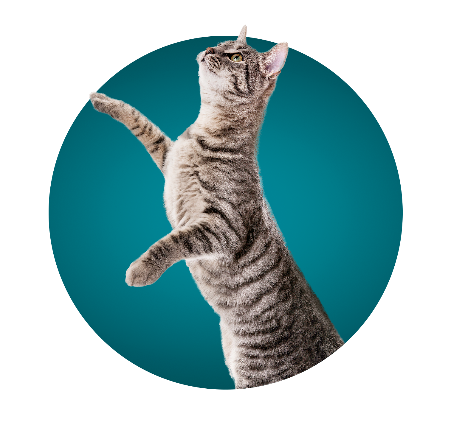 Un adorable gato de Purina One se alza sobre sus patas traseras, con una mirada curiosa y juguetona. Un adorable gato de Purina One se alza sobre sus patas traseras, con una mirada curiosa y juguetona.