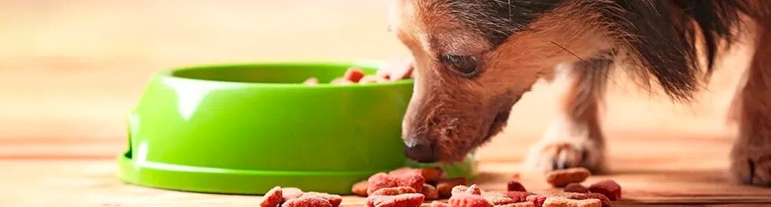 Alimento para perros viejos con pocos dientes - Chihuahua Chihuahua comiendo alimento para perros viejos con pocos dientes de su comedero.