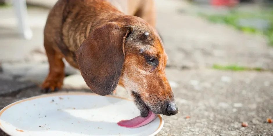 Alimento para perros viejos con pocos dientes Mascota lamiendo un plato. Alimento para perros con pocos dientes.