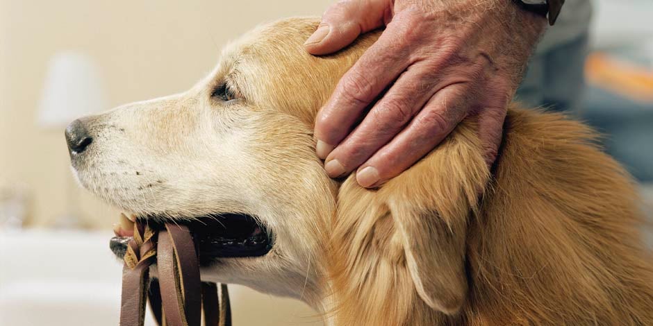 Perros para adultos mayores -Golden Pese a su tamaño imponente, este golden retriever es de los perros ideales para adultos mayores.