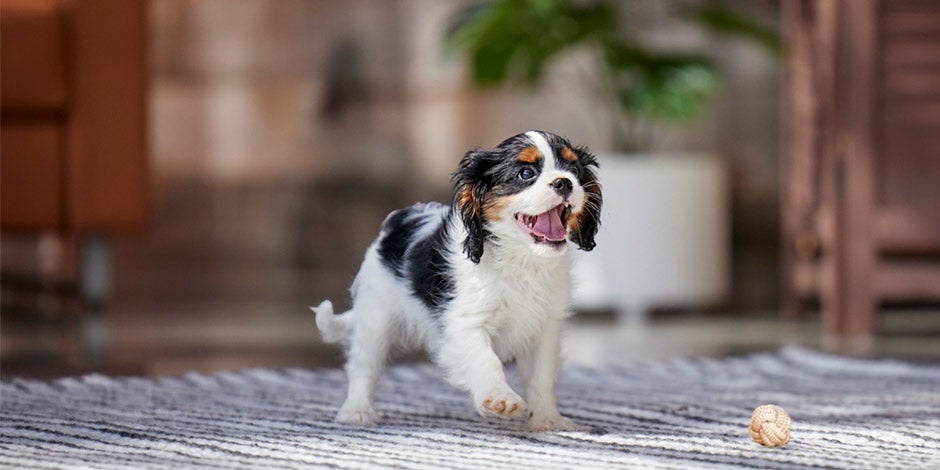 Perros para adultos mayores – King Charles Cachorro de cavalier King Charles, uno de los perros recomendados para adultos mayores.