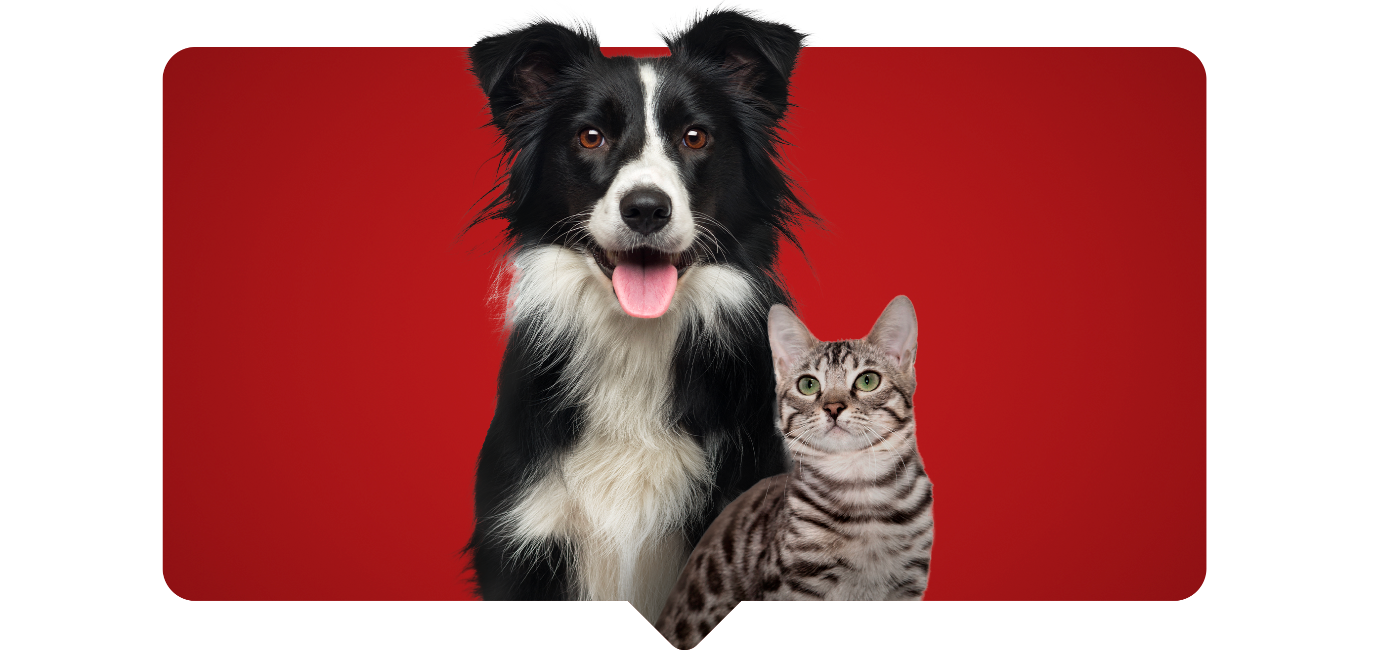 Purina One, alimento seco para cachorros que los ayuda a crecer fuertes y sanos. Purina One, alimento seco para cachorros que los ayuda a crecer fuertes y sanos.