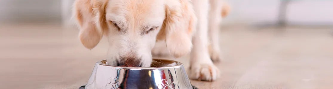 Cambio de alimento en perros Cambio de alimento en perros. Cachorro de golden retriever alimentandose.