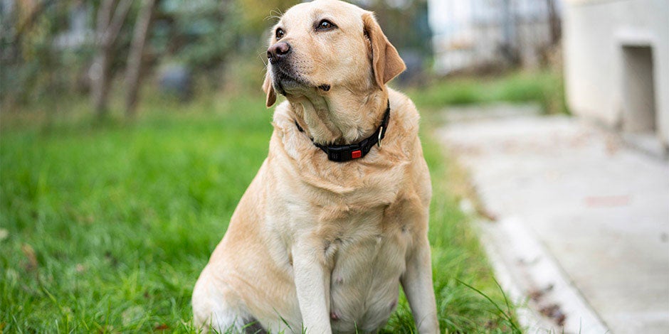 Una alimentación para esta perra embarazada labrador hará que ella y sus crías se nutran adecuadamente.