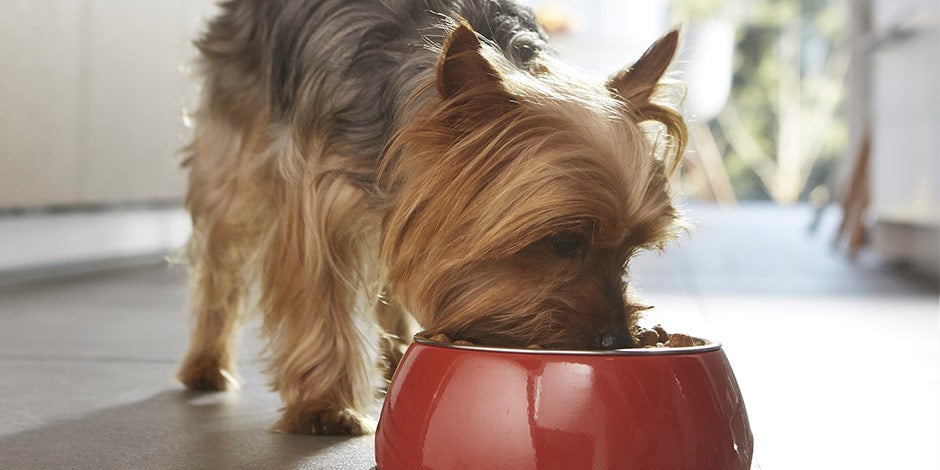 Cambio de alimento en perros – Yorkie Cambio de alimento en perros. Yorkshire comiendo: ¿creés que es un cachorro o un adulto?