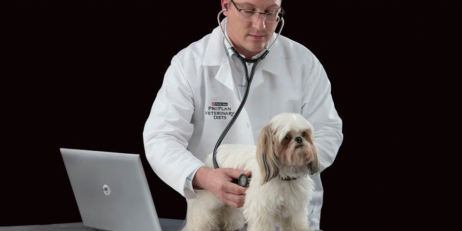 Comida sana para perro - Veterinario Veterinario de PURINA® junto a un Shih tzu, haciendo un estudio de comida sana para perro.