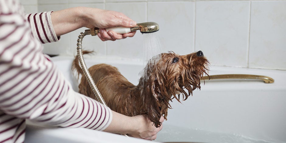 Higiene de mascotas – Baño en casa Perro marrón siendo bañado en casa. Cuidá la higiene de tus mascotas y también su bienestar.