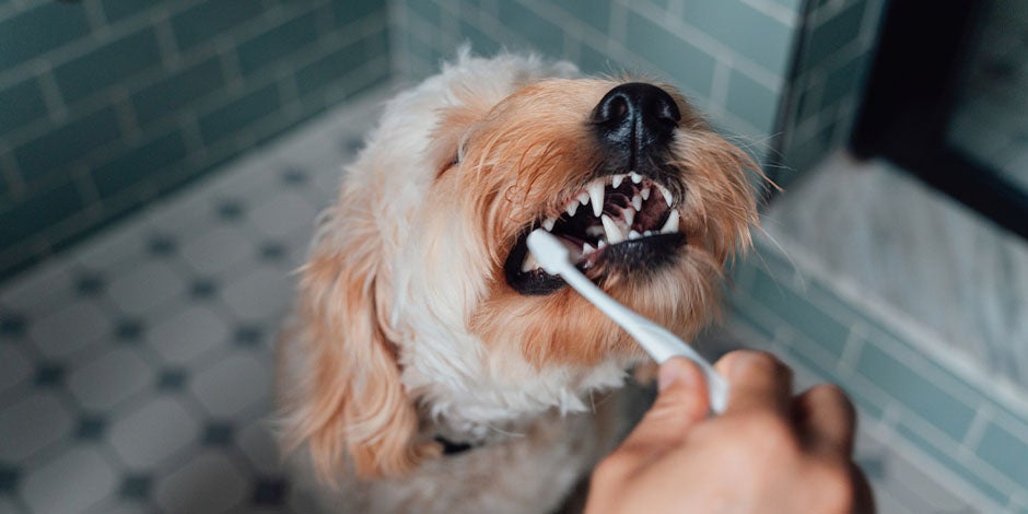 Higiene de mascotas – Cepillado dental Una correcta higiene dental de las mascotas prevendrá problemas en su boca. Cepillado dental canino.