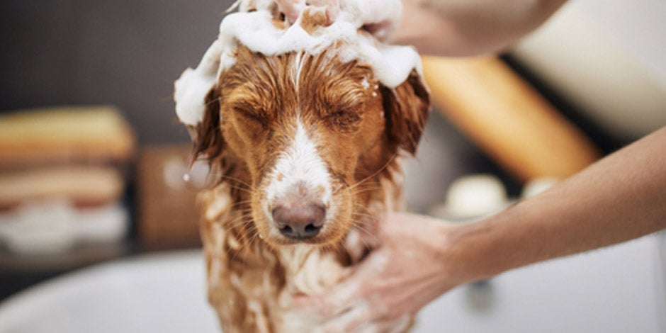 Higiene de mascotas – Perro con champú El baño es sólo la base de la higiene de las mascotas. Perro café siendo bañado.