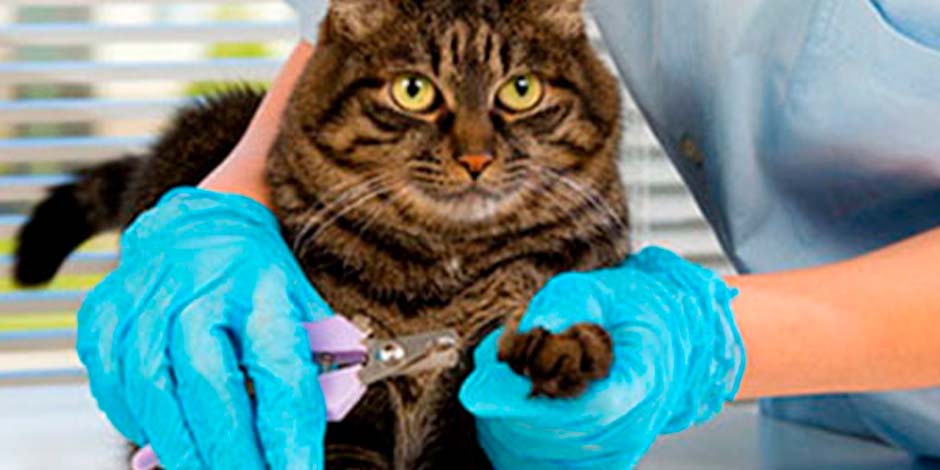 Higiene de mascotas – Cortar uñas Cortando las uñas de un gato. Ese proceso es clave en la higiene de todas las mascotas.