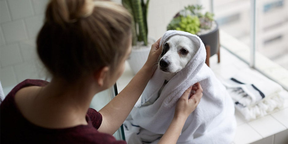 Higiene de mascotas La higiene de tus mascotas es clave para su bienestar. Tutora secando a su perro.