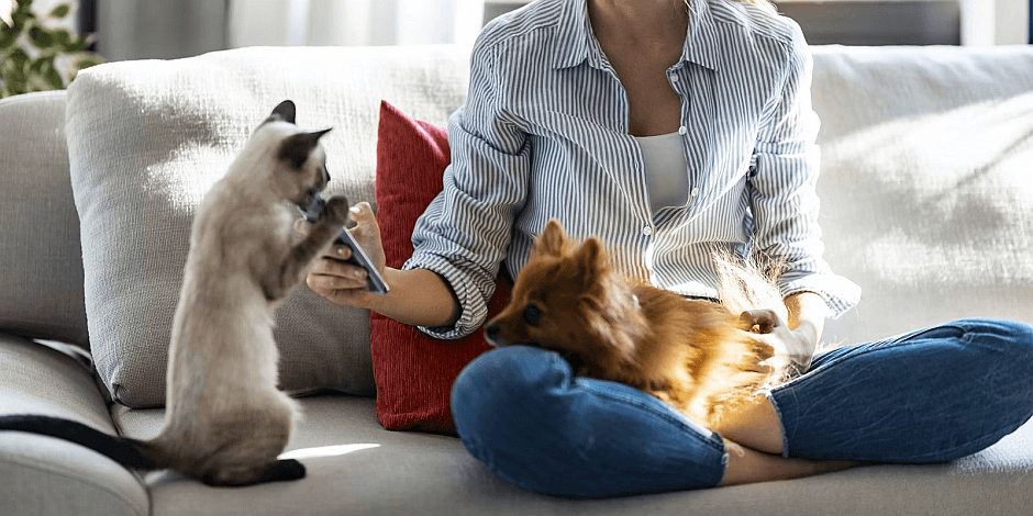 purina-adoptar-perro-gato-en-adopcion purina-adoptar-perro-gato-en-adopcion