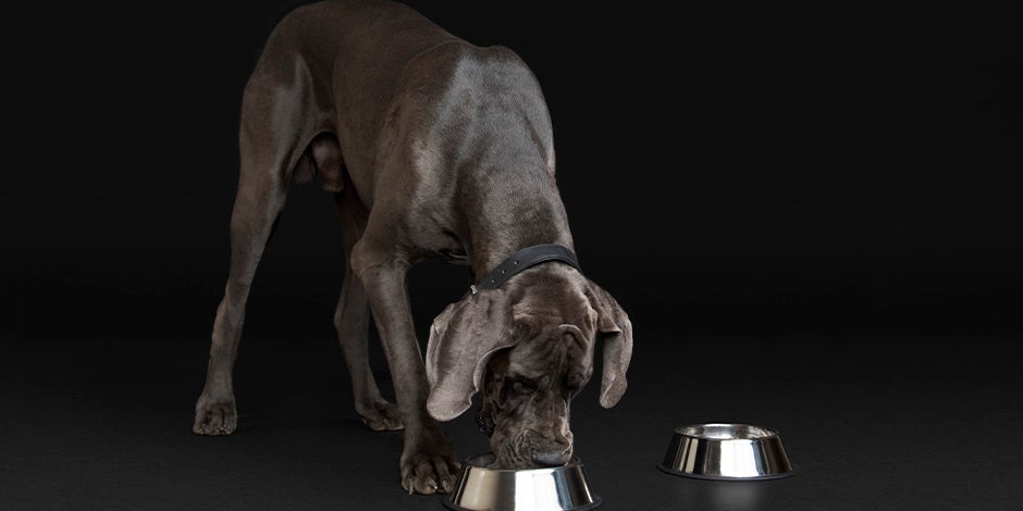 Gran danés disfrutando su alimento hidrolizado para perros.