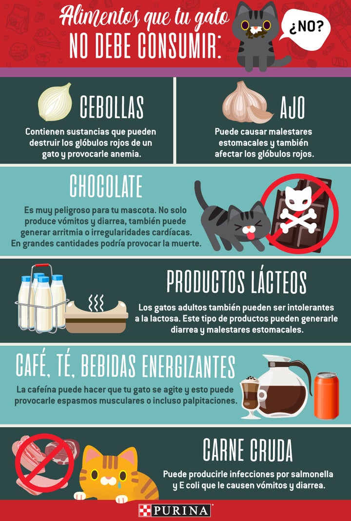 Que no pueden comer los gatos - Infografía Infografía de PURINA® sobre lo que no pueden comer los gatos.