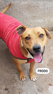 <span>Frodo</span>
