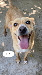 <span>Luke</span>
