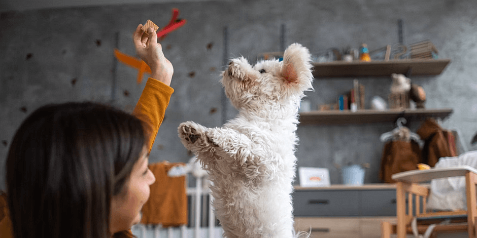 purina-juguetes-interactivos-para-perros purina-juguetes-interactivos-para-perros