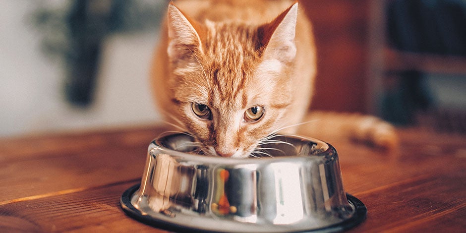 Qué comen los gatos - anaranjado Aprendé qué comen los gatos y alimentá bien a tu mascota. Michi color naranja con su plato lleno.