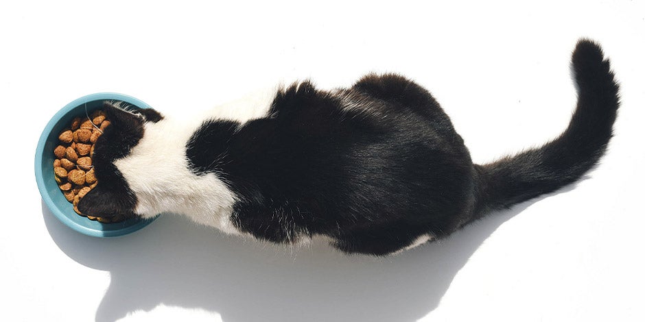 Qué comen los gatos Aprendé qué comen los gatos y alimenta bien a tu mascota. Michi blanco con negro con su plato lleno.