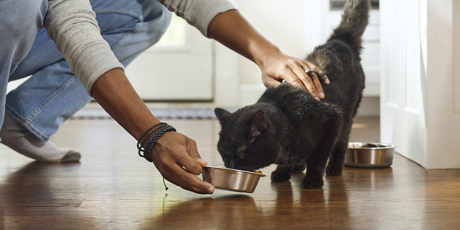 Qué comen los gatos - Exigente Descubrí qué comen los gatos exigentes y mantené su nutrición al máximo. Michi comiendo junto a su tutor.