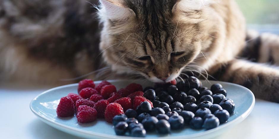 Qué no pueden comer los gatos - arándanos Hay ingredientes que no pueden comer los gatos y otros que sí. Gatito comiendo arándanos y frutos rojos.