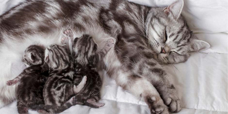 Que no pueden comer los gatos - Leche Salvo la materna, la leche es algo que no pueden comer los gatos. Gata amamantando a sus crías.