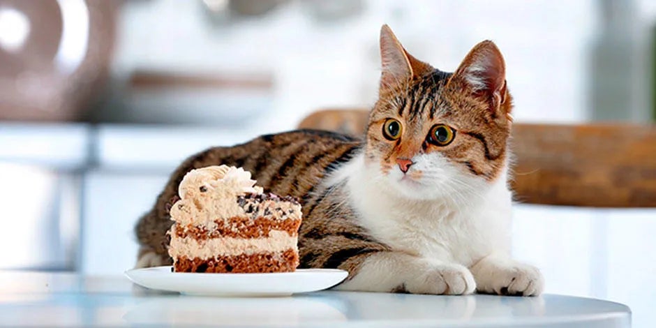 Que no pueden comer los gatos Gatito junto a un pastel de chocolate. Este es uno de los alimentos qué no pueden comer los gatos.