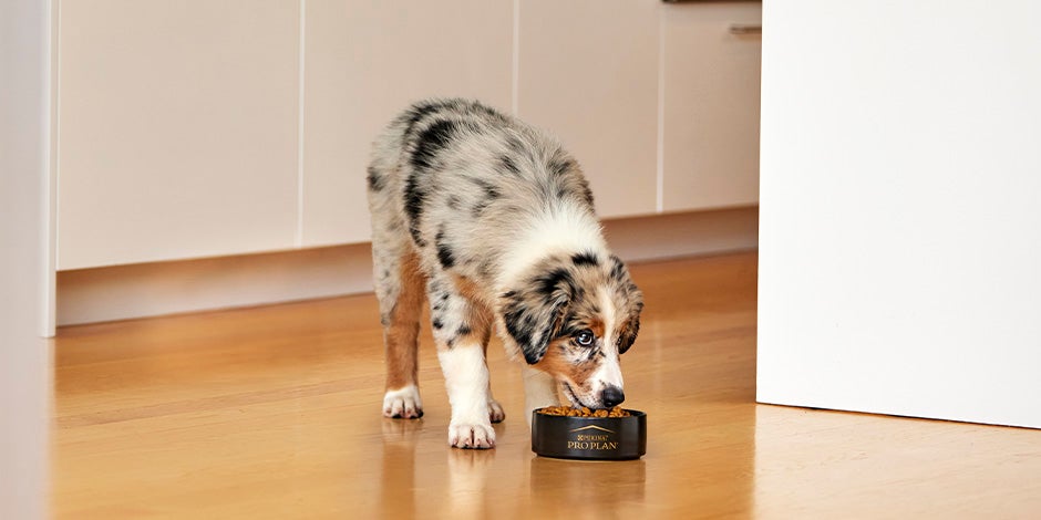Cachorro de pastor australiano comiendo alimento con ingredientes de origen natural para perros. 