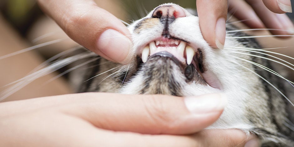 Mi gato no quiere comer - Dientes Si a mi gato le duelen los dientes, puede explicar por qué no quiere comer. Dentadura superior de felino.