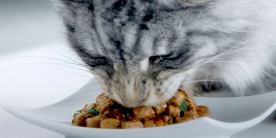 Mi gato no quiere comer -Hábitos alimenticios Prevení casos de “Mi gato no quiere comer, ¿qué hago?” con un alimento balanceado. Gatito comiendo.
