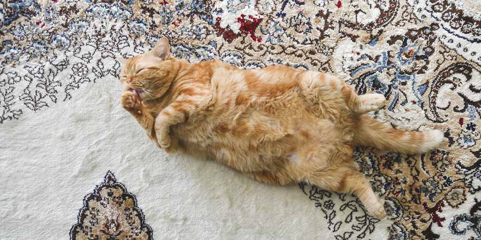 Mi gato no quiere comer - Sobrepeso Si mi gato no quiere comer o lo hace en exceso afectará su bienestar. Michi con sobrepeso.