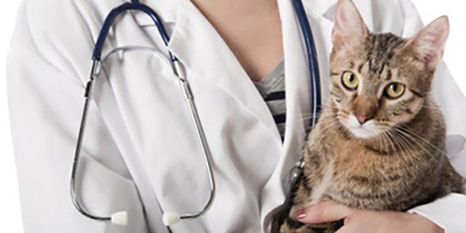 Mi gato no quiere comer - Veterinario ¿Debo llevar a mi gato al veterinario si no quiere comer? La respuesta es: Sí. Mascota con Veterinario.