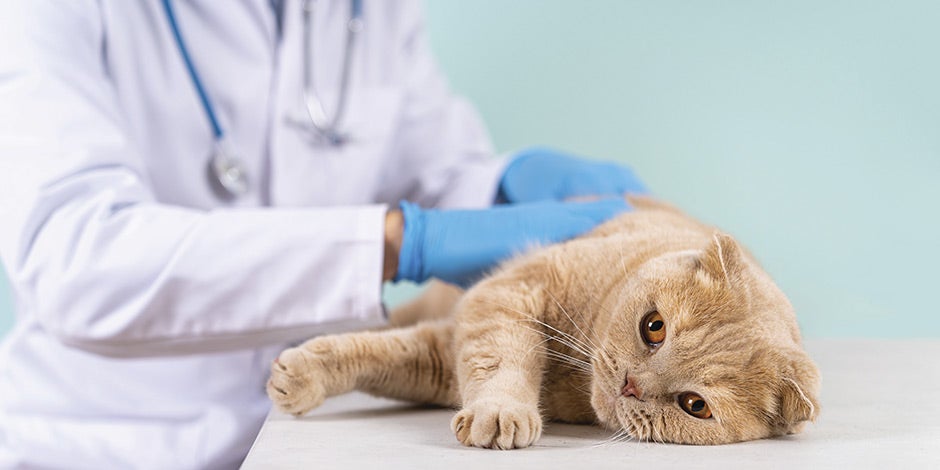 Omega 3 para gatos – Cuidado digestivo En exceso, el Omega 3 puede ser negativo para los gatos. Veterinario revisando la digestión de un michi.
