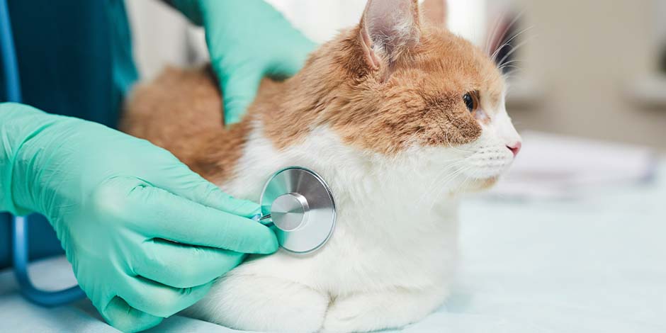 Omega 3 para gatos - Veterinario El Omega 3 es esencial para los gatos, pero no cambiés su dieta sin consultar al veterinario, como en la foto.