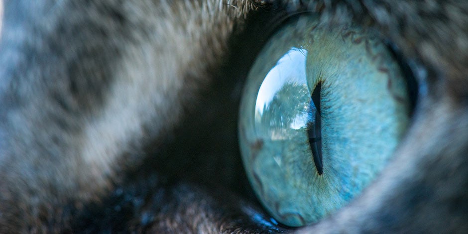 Omega 3 para gatos – Visión felina El Omega 3 es clave para los gatos, pues aporta, entre otras funciones, a su salud visual. Ojo de gato.
