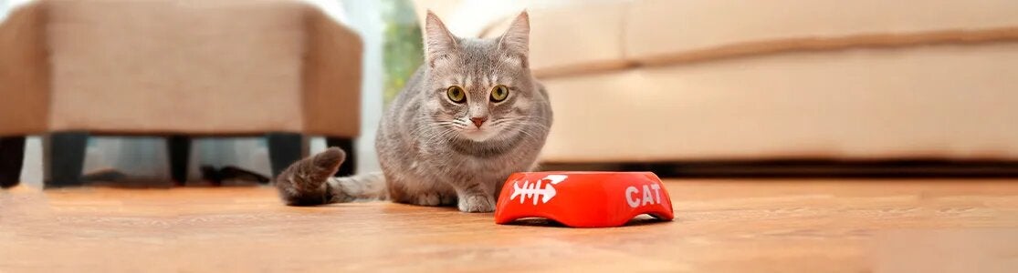 Omega 3 para gatos Michi gris junto a su plato. El pez dibujado hace referencia a una buena fuente de Omega 3 para los gatos.