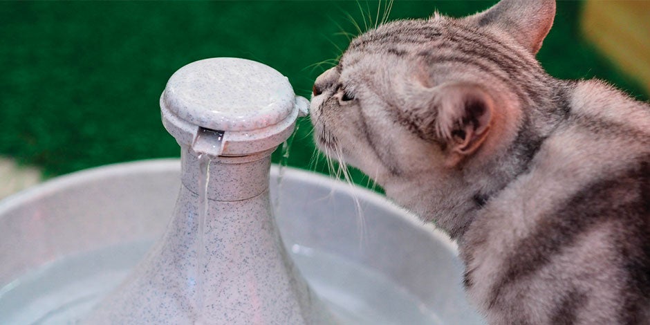 que-comen-los-gatitos-bebes - Agua Michi bebiendo agua. Conoce no sólo qué comen los gatitos bebes, también lo que deben beber.